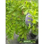 Wisteria sinensis Prolific - Glicynia chińska Prolific - jasnofioletowe C7,5 _100-200cm 