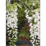 Wisteria sinensis Alba - Glicynia chińska Alba - białe FOTO