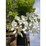 Wisteria sinensis Alba - Glicynia chińska Alba - białe FOTO