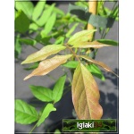 Wisteria sinensis Alba - Glicynia chińska Alba - białe C7,5 _100-200cm