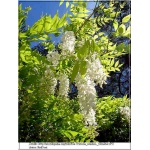 Wisteria sinensis Alba - Glicynia chińska Alba - białe C7,5 _100-200cm