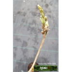Wisteria sinensis Caroline - Glicynia chińska Caroline - lawendowo-niebieskie FOTO