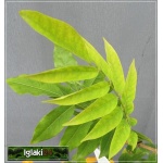 Wisteria sinensis Caroline - Glicynia chińska Caroline - lawendowo-niebieskie FOTO