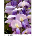 Wisteria sinensis - Glicynia chińska - niebieskofioletowe FOTO