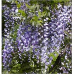 Wisteria sinensis - Glicynia chińska - niebieskofioletowe FOTO