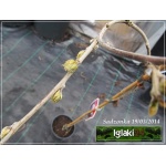Wisteria sinensis Prolific - Glicynia chińska Prolific - jasnofioletowe FOTO 