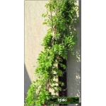 Wisteria sinensis Prolific - Glicynia chińska Prolific - jasnofioletowe C7,5 _100-200cm 