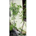 Wisteria sinensis Prolific - Glicynia chińska Prolific - jasnofioletowe FOTO 