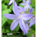Campanula portenschlagiana - Dzwonek dalmatyński - niebiesko-lila, wys. 10, kw. 6/8 FOTO