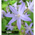 Campanula portenschlagiana - Dzwonek dalmatyński - niebiesko-lila, wys. 10, kw. 6/8 C0,5