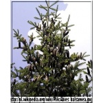 Abies balsamea - Jodła balsamiczna FOTO