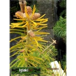 Abies concolor Aurea - Jodła jednobarwna Aurea szczep. FOTO 