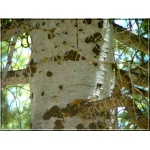 Abies concolor - Jodła kalifornijska FOTO