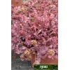 Acaena inermis Purpurea - Acena bezbronna Purpurea - czerwone liście, wys. 10, kw 7/8 FOTO