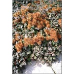 Acaena microphylla Kupferteppich - Acena drobnolistna Kupferteppich - biały kwiat, srebrny liść, wys 10, kw 4/5 FOTO 