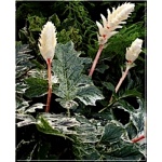 Acanthus mollis Whitewater - Akant miękki Whitewater - biało-różowy, wys. 80, kw. 7/8 FOTO