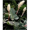 Acanthus mollis Whitewater - Akant miękki Whitewater - biało-różowy, wys. 80, kw. 7/8 C5 xxxy