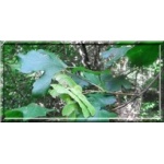 Acer campestre - Klon polny FOTO