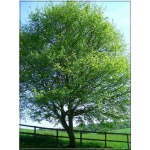 Acer campestre - Klon polny ob. 8-10 C_25_300_400cm