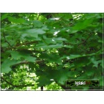 Acer campestre - Klon polny FOTO