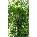 Acer campestre - Klon polny ob. 8-10 C_25_300_400cm