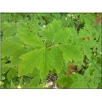 Acer griseum - Klon strzępiastokory FOTO 