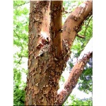Acer griseum - Klon strzępiastokory FOTO 