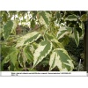 Acer negundo Aureovariegatum - Klon jesionolistny Aureovariegatum FOTO