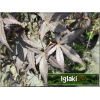 Acer palmatum Bloodgood - Klon palmowy Bloodgood C_15 80-100cm 