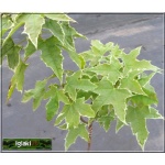 Acer platanoides Drummondii - Klon pospolity Drummondii PA _100-120cm C7,5 _100-120cm