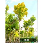 Acer platanoides Globosum - Klon zwyczajny Globosum FOTO