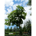 Acer platanoides Globosum - Klon zwyczajny Globosum PA _180-200 C_15 _200-220cm