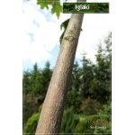 Acer platanoides Globosum - Klon zwyczajny Globosum FOTO
