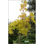 Acer platanoides Golden Globe - Klon pospolity Golden Globe PA _150-200cm C7,5 _150-220cm