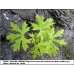 Acer platanoides Palmatifidum - Klon pospolity Palmatifidum PA _120-150cm C7,5 _120-150cm