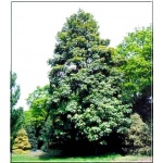 Acer pseudoplatanus Atropurpureum - Klon jawor Atropurpureum FOTO