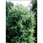 Acer saccharinum Pyramidale - Klon srebrzysty Pyramidale FOTO