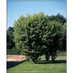 Acer saccharinum Pyramidale - Klon srebrzysty Pyramidale FOTO