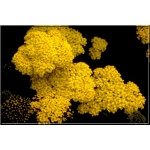 Achillea filipendulina Credo - Krwawnik wiązówkowaty Credo - żółty, wys. 80, kw 6/9 FOTO