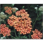 Achillea filipendulina Feuerland - Krwawnik wiązówkowaty Feuerland - czerwony, wys. 70, kw 6/7 FOTO