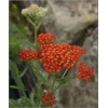 Achillea filipendulina Feuerland - Krwawnik wiązówkowaty Feuerland - czerwony, wys. 70, kw 6/7 C2 xxxy