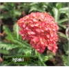 Achillea millefolium Red Velvet - Krwawnik pospolity Red Velvet - czerwone, wys. 60, kw. 7/10 C0,5