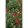 Achillea millefolium Summerwine - Krwawnik pospolity Summerwine - czerwone, wys. 60, kw. 7/9 C0,5 xxxy zzzz