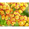 Achillea millefolium Tricolor - Krwawnik pospolity Tricolor - żółto-pomarańczowo-różowe, wys. 60, kw 6/8 C2 xxxy