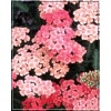 Achillea millefolium Tutti Frutti - Krwawnik pospolity Tutti Frutti - odcienie różowego, wys. 70, kw. 7/9 C0,5