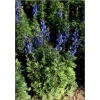 Aconitum napellus Newry Blue - Tojad mocny Newry Blue - niebieskie, wys. 90, kw. 6/8 FOTO