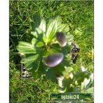 Aconitum Napellus - Tojad mocny - ciemno-fioletowy, wys 120, kw 7/8 FOTO 