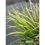 Acorus calamus - Tatarak zwyczajny - zielony, wys 100, kw 6/7, woda 0/20 FOTO