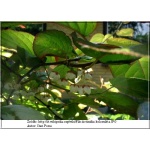 Actinidia kolomikta - Aktinidia pstrolistna - Kiwi pstrolistne C2 60-120cm