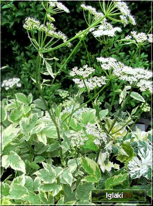 Aegopodium podagrina Variegatum - Podagrycznik pospolity Variegatum - biały, pstre liście, wys 50, kw 6/7 C1,5 P xxxy